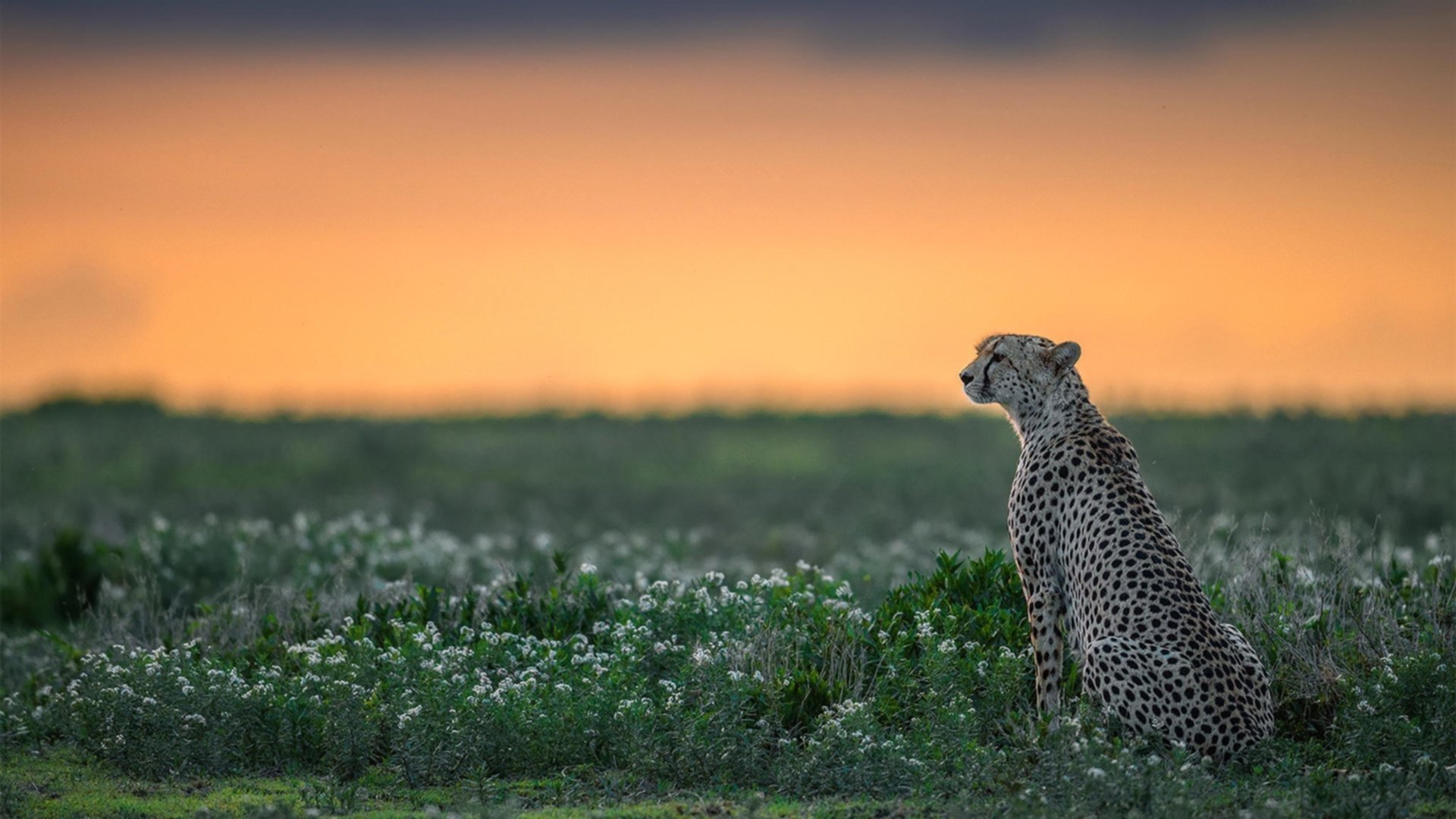 文班亚马进攻端无人可挡,活塞淘汰赛过关掘金,新星崛起与团队韧性的双重奏